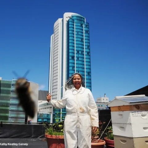 Queen Turner inspects the beekeeping operation on the rooftop of the San Francisco Chronicle. Turner completed a 10-month stay in the U.S. and returned to Botswana where she is head of the beekeeping section of the Ministry of Agriculture in the Botswana government. (Photo: Kathy Keatley Garvey)