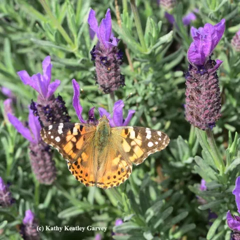 A female butterfly, a painted lady, nectaring on Spanish lavender on March 8 in the Benicia Community Garden. (Photo by Kathy Keatley Garvey)
