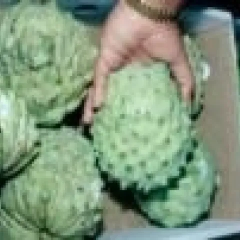 cherimoya