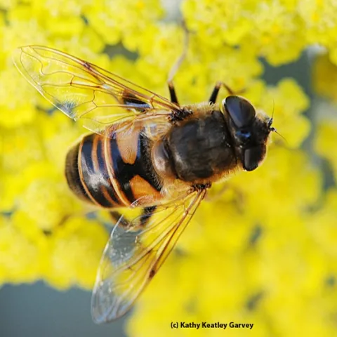 The drone fly, Eristalis tenax, is often mistaken for a bee. The fly has the letter "H" on its abdomen. (Photo by Kathy Keatley Garvey)
