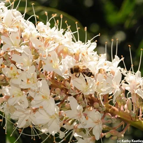 Honey bee foraging last May on a California buckeye, which is poisonous to honey bees. (Photo by Kathy Keatley Garvey)