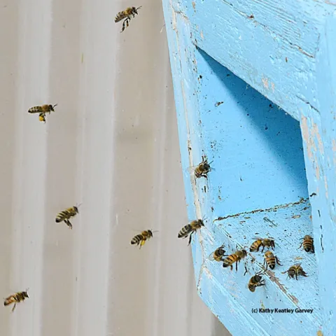 Honey bees making a "bee line" for their home. (Photo by Kathy Keatley Garvey)