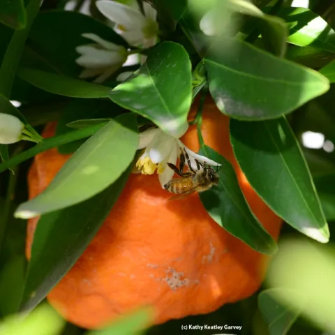 A honey bee pollinates a tangerine blossom next to fruit lingering on the tree. (Photo by Kathy Keatley Garvey)