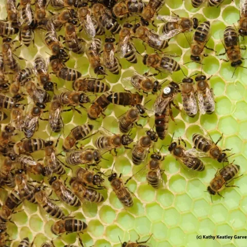 A queen bee and her colony at the Harry H. Laidlaw Jr. Honey Bee Research Facility, UC Davis. (Photo by Kathy Keatley Garvey)