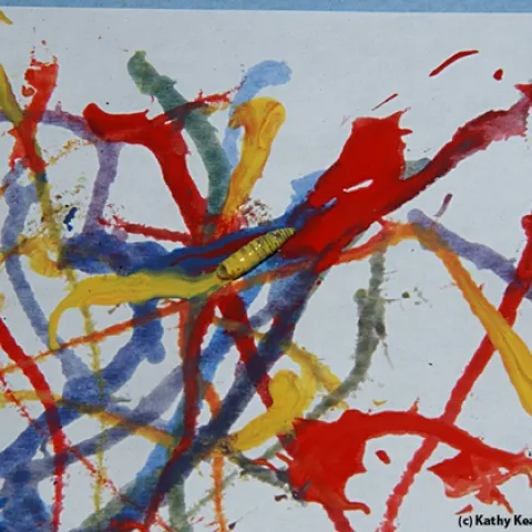 A maggot dipped in water-based, non-toxic paint crawls on paper. (Photo by Kathy Keatley Garvey)