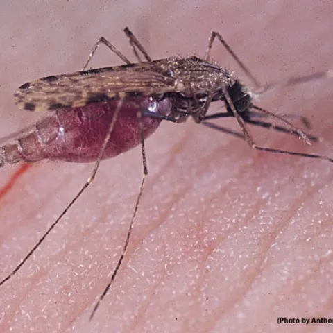 A malaria mosquito, Anopheles gambiae, feeding on human blood. (Photo by Anthony Cornel)