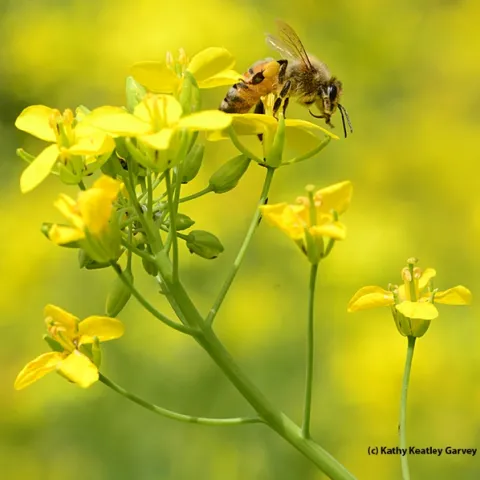 A honey bee foraging on rapini at the Harry H. Laidlaw Jr. Honey Bee Facility. (Photo by Kathy Keatley Garvey)