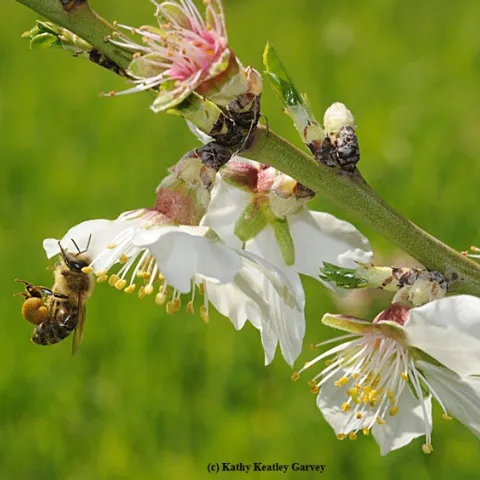 A honey bee packing pollen as it forages on almonds. (Photo by Kathy Keatley Garvey)