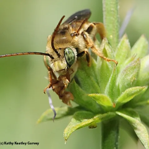 A male longhorned bee, Melissodes communis, as identified by native pollinator specialist Robbin Thorp, emeritus professor of entomology at UC Davis. (Photo by Kathy Keatley Garvey)