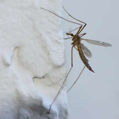 A crane fly lands on a stucco wall. (Photo by Kathy Keatley Garvey)