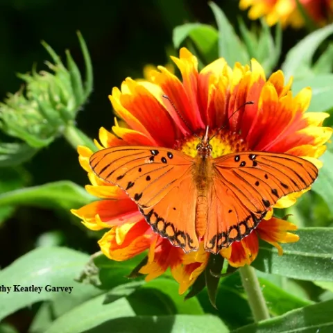 Gulf Fritillary touches down on a blanket flower. (Photo by Kathy Keatley Garvey)