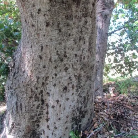 foamy bark oak