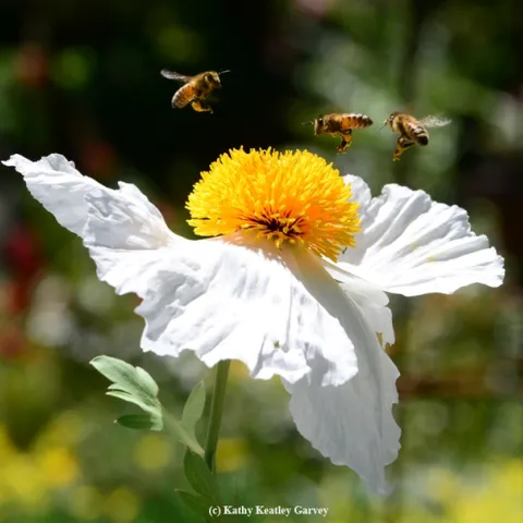 A bee ballet over a Matilija poppy. (Photo by Kathy Keatley Garvey)