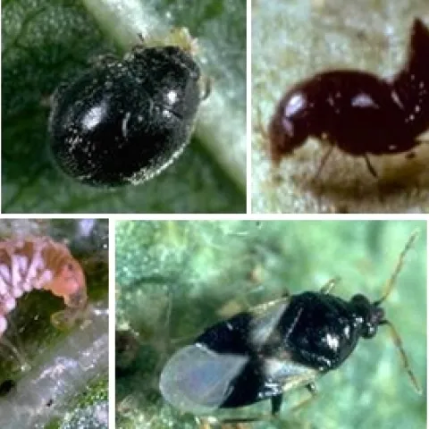Predators of spider mites-Jack Kelly Clark