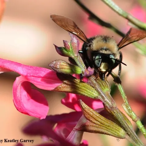 Mountain carpenter bee, Xylocopa tabaniformis orpifex, engaging in nectar robbing. (Photo by Kathy Keatley Garvey)