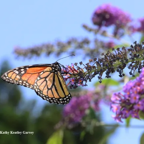 A monarch butterfly on a butterfly bush. (Photo by Kathy Keatley Garvey)
