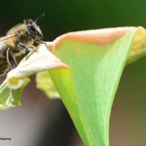 A honey bee lands on a ginkgo tree. (Photo by Kathy Keatley Garvey)