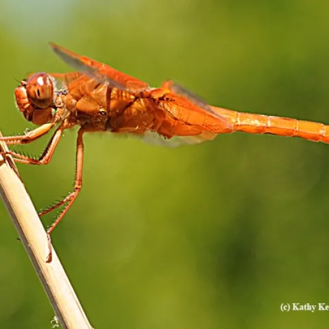 Red flame skimmer or firecracker skimmer (Libellula saturata). (Photo by Kathy Keatley Garvey)