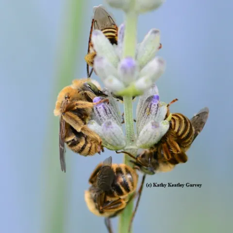 These males are longhorned digger bees, Melissodes agilis, sleeping on a lavender stem. (Photo by Kathy Keatley Garvey)