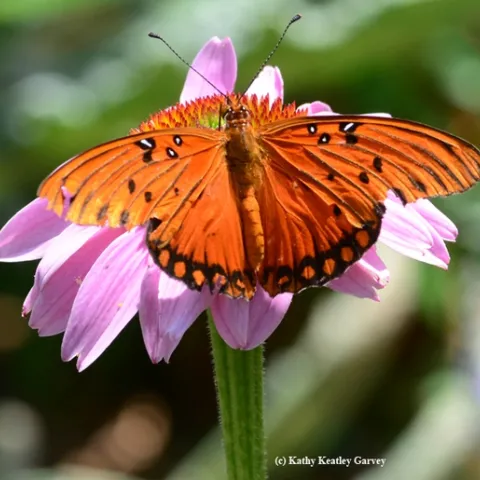 Gulf Fritillary (Agraulis vanillae) spreads its wings on a purple coneflower(Echinacea purpurea) (Photo by Kathy Keatley Garvey)