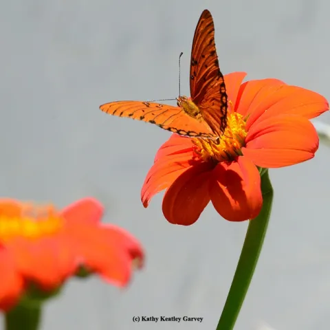 A Gulf Fritillary sips nectar from a Mexican sunflower (Tithonia), unaware of what will soon occur. (Photo by Kathy Keatley Garvey)