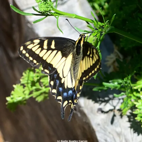 Anise swallowtail visiting a community park in Benicia. (Photo by Kathy Keatley Garvey))