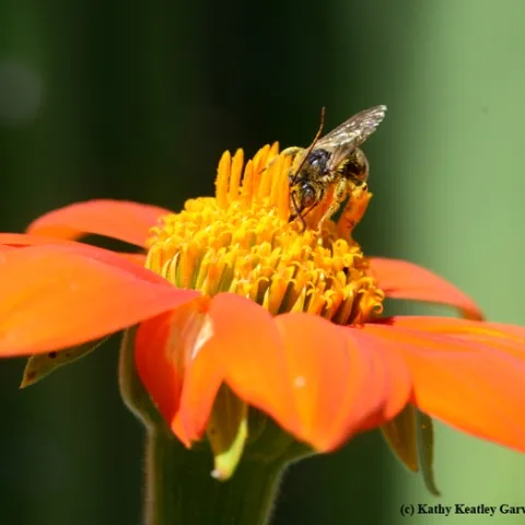 A male sunflower bee, Melissodes agilis, keeps a wary eye out as she forages on a Mexican sunflower, Tithonia. (Photo by Kathy Keatley Garvey)