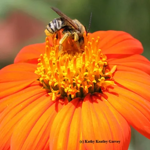 A male longhorned sunflower bee, Svastra obliqua, foraging on a Mexican sunflower. (Photo by Kathy Keatley Garvey)