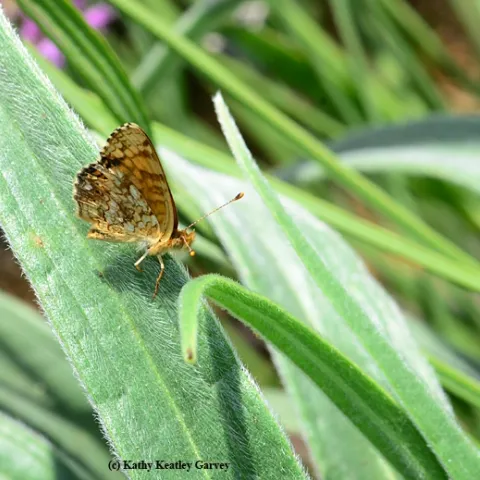Mylitta Crescent butterfly (Physiodes mylitta) on the leaf of a tower of jewels, Echium wildpretii. (Photo by Kathy Keatley Garvey)