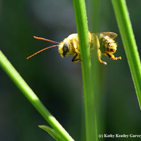 A longhorned bee, Melissodes agilis, awakens on a lavender stem. (Photo by Kathy Keatley Garvey)