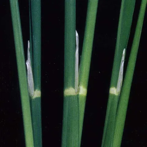 Figure 1. The low temperature sensitive stage of pollen development occurs when the collar of the flag leaf and the collar of the previous leaf align (center plant in photo).