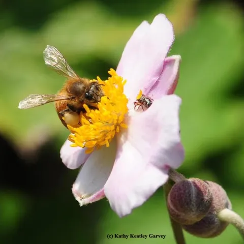A camouflaged jumping spider eyes a honey bee on Japanese anemone. (Photo by Kathy Keatley Garvey)