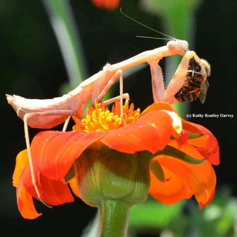 Praying mantis snags a honey bee. (Photo by Kathy Keatley Garvey)