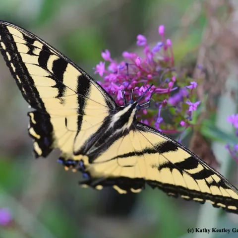 Western tiger swallowtail, Papilio rutulus, glides on Jupiter's beard, Centranthus ruber. This one is missing part of its wing structure, no thanks to a predator. (Photo by Kathy Keatley Garvey)