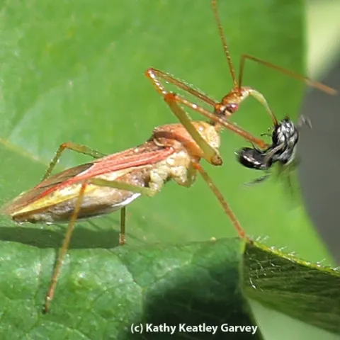 A fast-moving assassin bug spears a male metallic sweat bee. (Photo by Kathy Keatley Garvey)