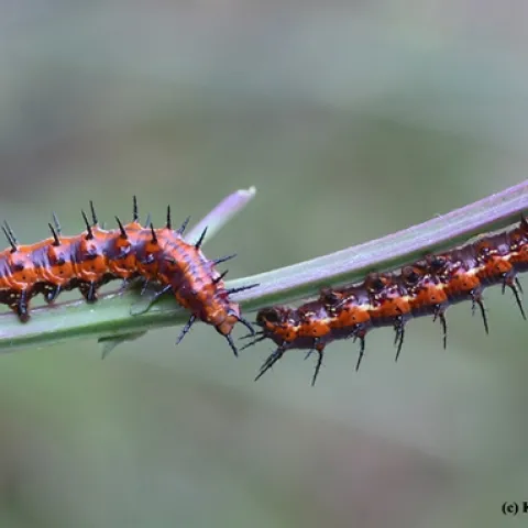 Two Gulf Fritillary caterpillars meet on a stem after having munched all the leaves. (Photo by Kathy Keatley Garvey)