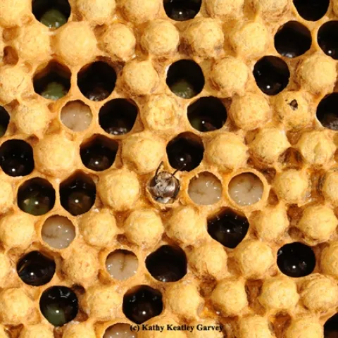 A drone (male bee) emerging. (Photo by Kathy Keatley Garvey)