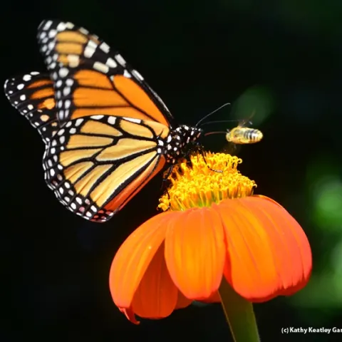 Monarch butterfly nectaring on Mexican sunflower, Tithonia, as a territorial male longhorned bee, Melissodes agilis, takes aim. (Photo by Kathy Keatley Garvey)