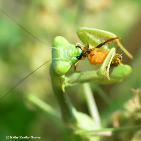 A praying mantis snares a honey bee. (Photo by Kathy Keatley Garvey)