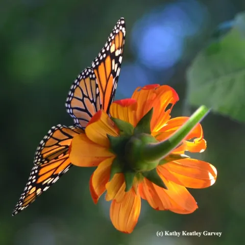 Backlit, the monarch resembles a stained glass window as it touches down on a Mexican sunflower (Tithonia). (Photo by Kathy Keatley Garvey)