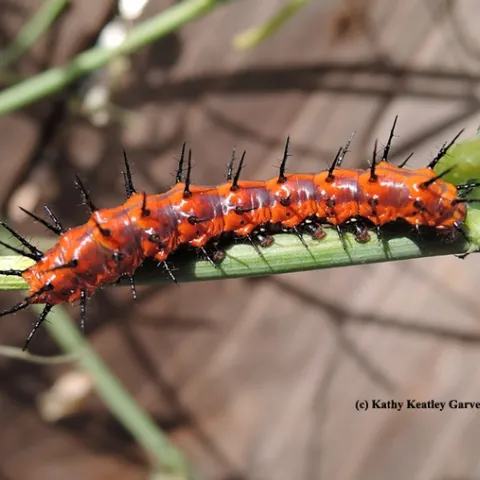 A very hungry Gulf Fritillary caterpillar working over the Passiflora. (Photo by Kathy Keatley Garvey)