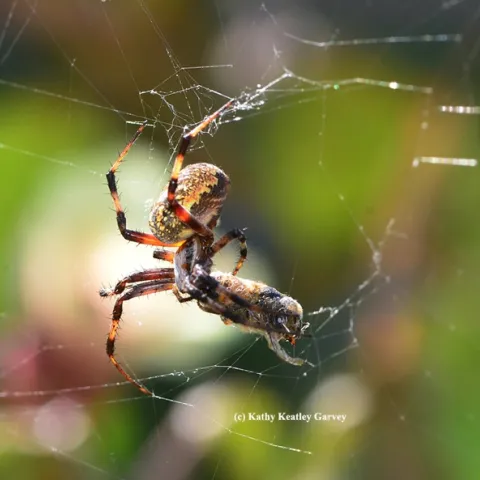 A garden spider wraps its prey, a honey bee, in The Good Life Garden. (Photo by Kathy Keatley Garvey