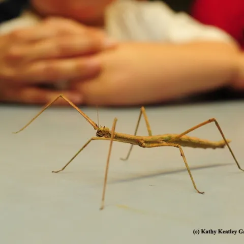 A walking stick is expected to be one of the Bohart Museum of Entomology attractions at Exploratorium Pier 15 on Oct. 2. (Photo by Kathy Keatley Garvey)