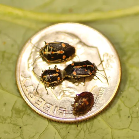 Bagrada bugs on a dime