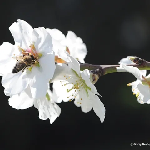 Honey bee pollinating an almond blossom. (Photo by Kathy Keatley Garvey