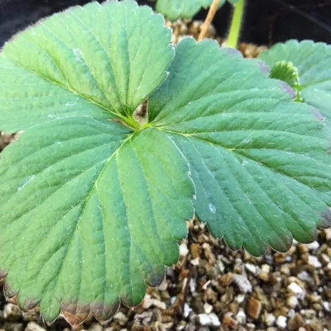 Salt injury to strawberry plants