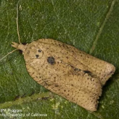 LBAM-Adult-Jack Kelly Clark