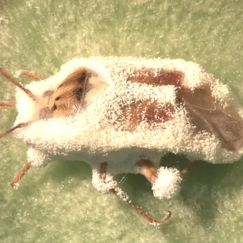 Lygus infected with Bb-Surendra Dara