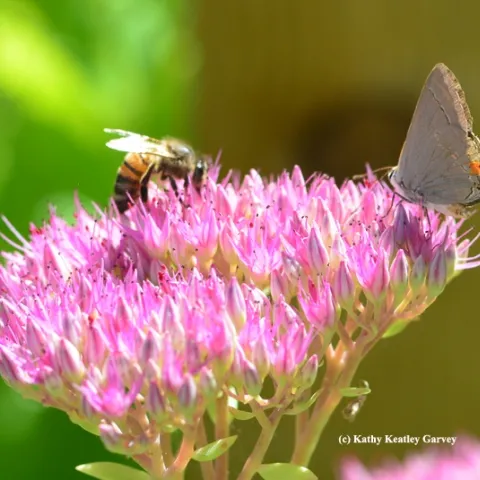 Honey bee sharing a sedum blossom with a Gray Hairstreak. (Photo by Kathy Keatley Garvey)