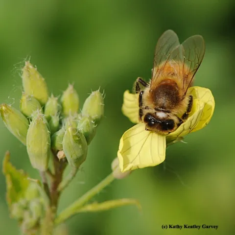Honey bee foraging on mustard. (Photo by Kathy Keatley Garvey)